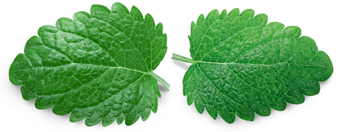 fresh lemon balm