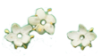 elder flowers