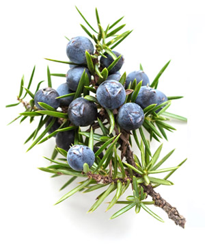 juniper twig