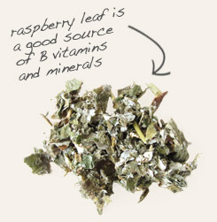 [ tip: Combine organic dried nettle leaf with raspberry leaf in tea blends. ~ from Monterey Bay Herb Company ]