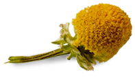 chamomile